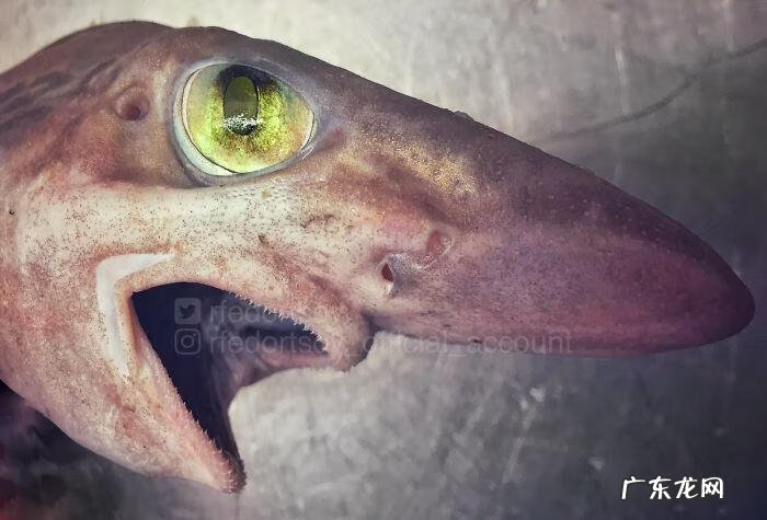 海鱼包括哪些鱼 海里的鱼有多少种