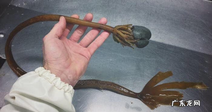 海鱼包括哪些鱼 海里的鱼有多少种