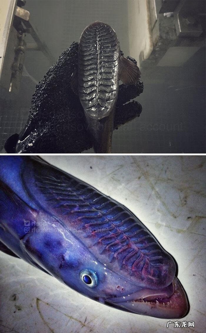 海鱼包括哪些鱼 海里的鱼有多少种