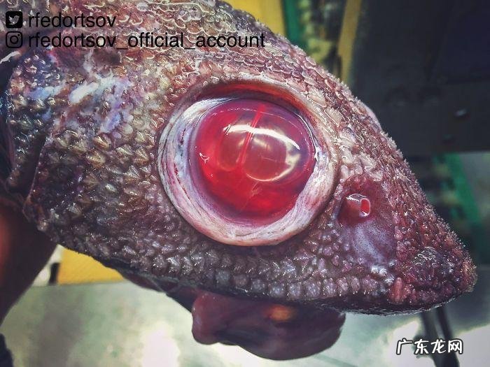 海鱼包括哪些鱼 海里的鱼有多少种