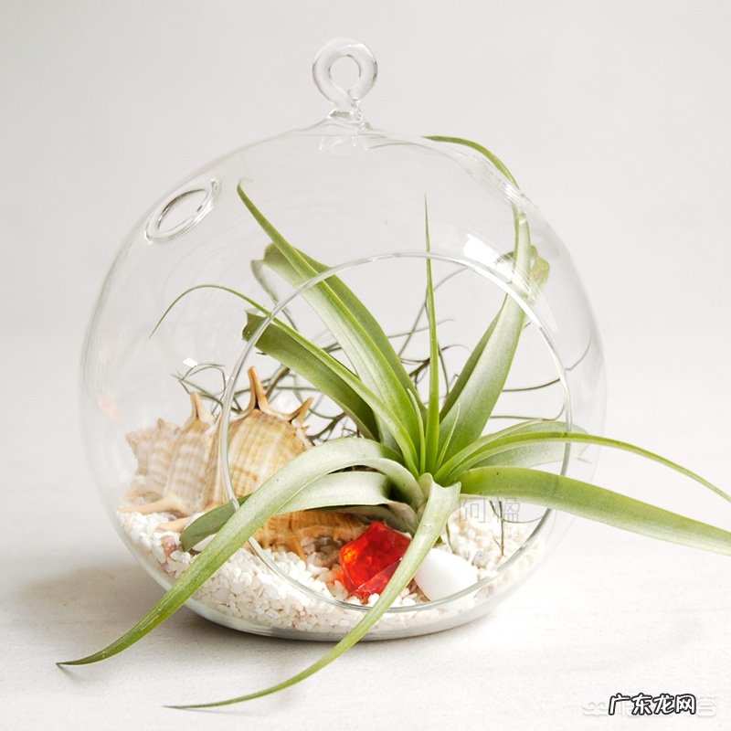 如何种植空气凤梨?