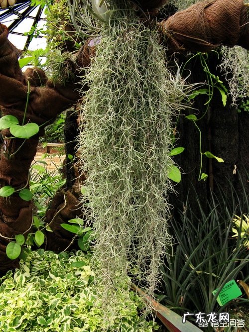 如何种植空气凤梨?