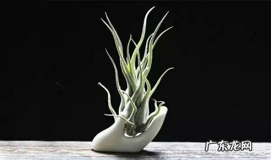 如何种植空气凤梨?