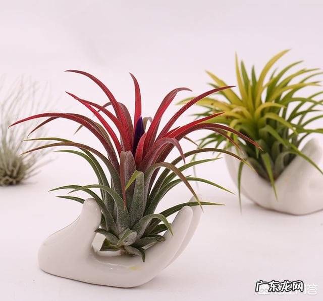 如何种植空气凤梨?