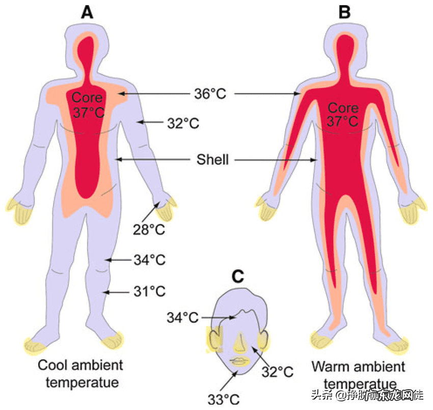 腋下体温36度正常吗 腋下正常体温是多少