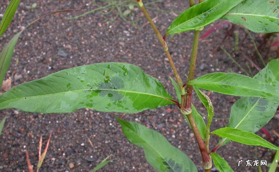 风水中的煞 葵 是什么意思