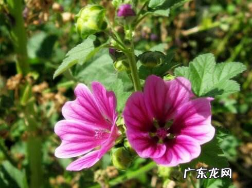 风水中的煞 葵 是什么意思