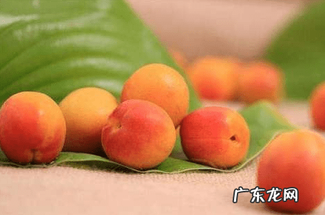 杏子对身体的副作用 杏子是热性还是凉性的?