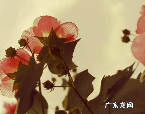 风水学入门 风水学入门八门