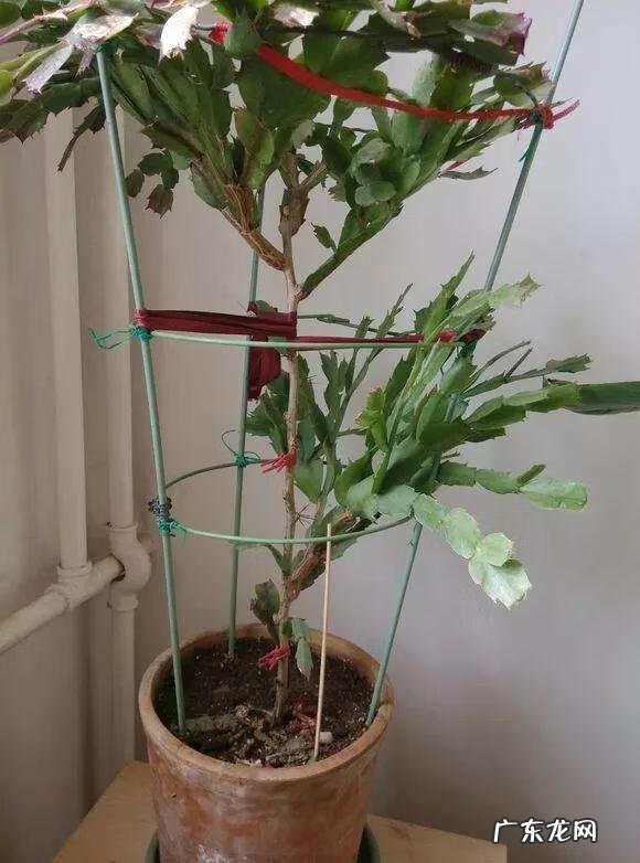 家养蟹爪兰影响风水吗 蟹爪兰养家里风水好吗