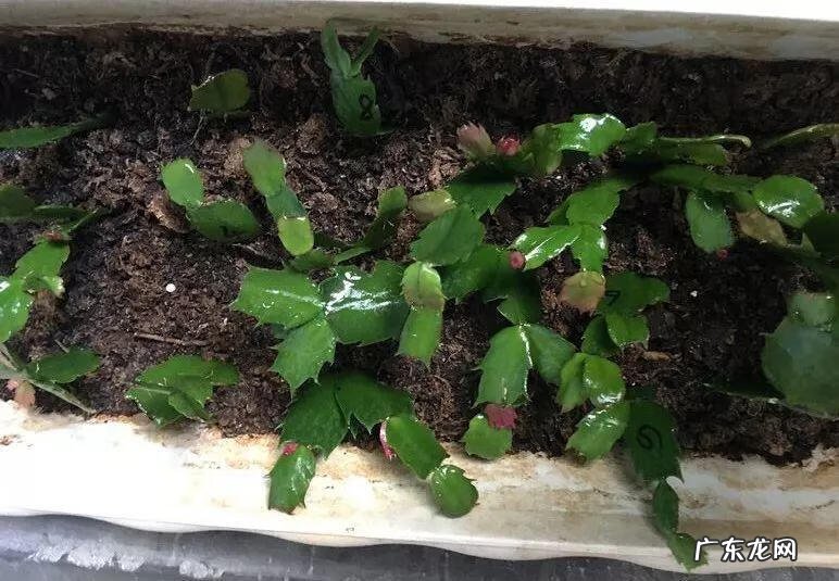 家养蟹爪兰影响风水吗 蟹爪兰养家里风水好吗