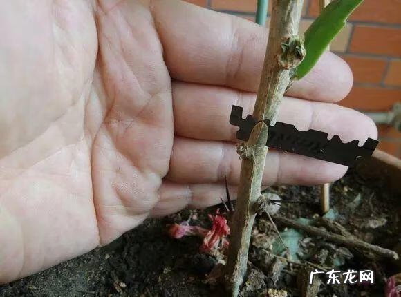 家养蟹爪兰影响风水吗 蟹爪兰养家里风水好吗