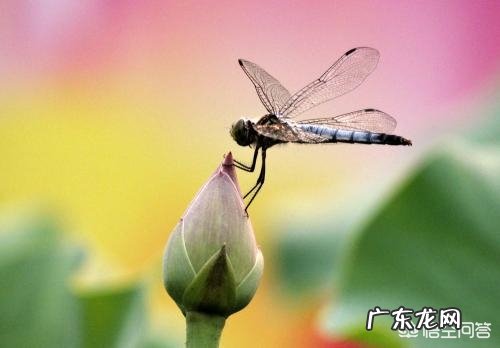 夏天的诗句,哪一句让你印象深刻,让你记忆犹新?