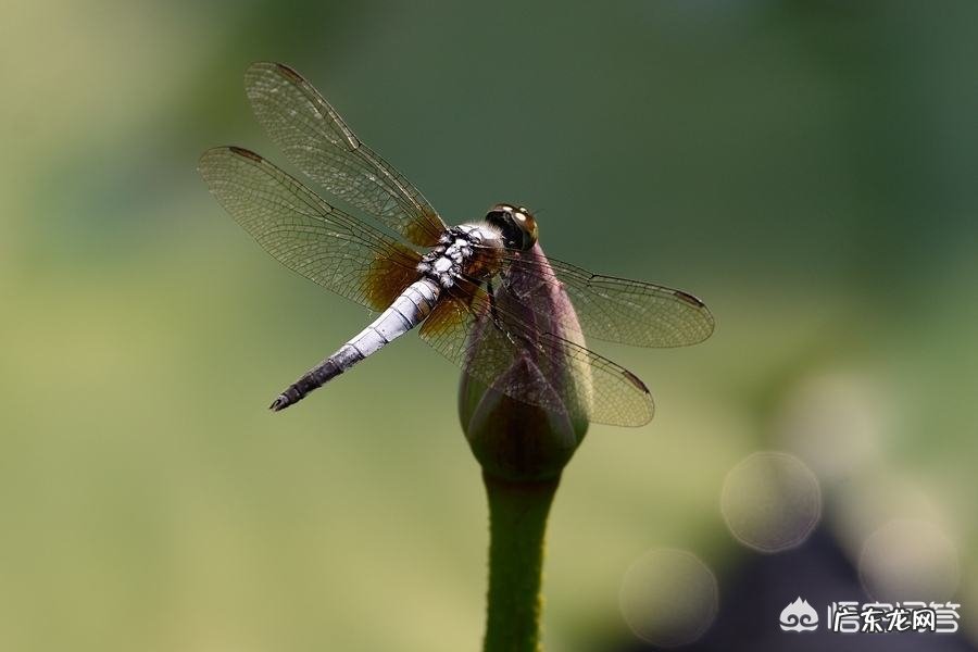 夏天的诗句,哪一句让你印象深刻,让你记忆犹新?