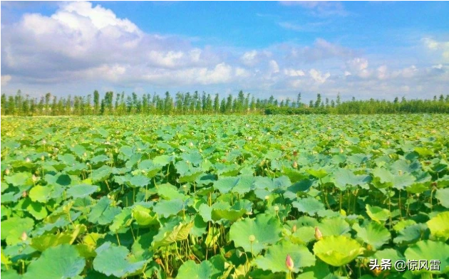 夏天的诗句,哪一句让你印象深刻,让你记忆犹新?