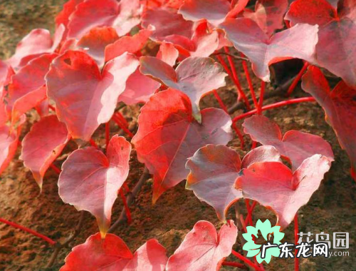 爬山虎介绍以及特点是什么 爬山虎的特点有哪些