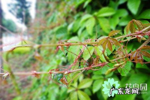 爬山虎介绍以及特点是什么 爬山虎的特点有哪些