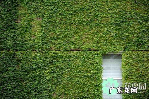 爬山虎介绍以及特点是什么 爬山虎的特点有哪些