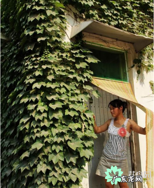 爬山虎介绍以及特点是什么 爬山虎的特点有哪些