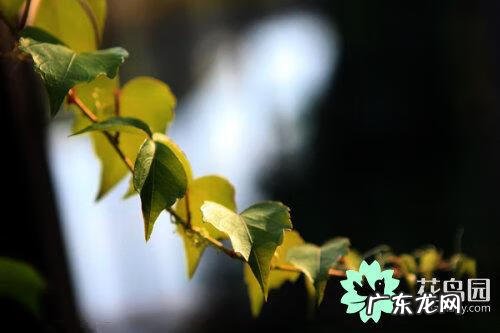 爬山虎介绍以及特点是什么 爬山虎的特点有哪些