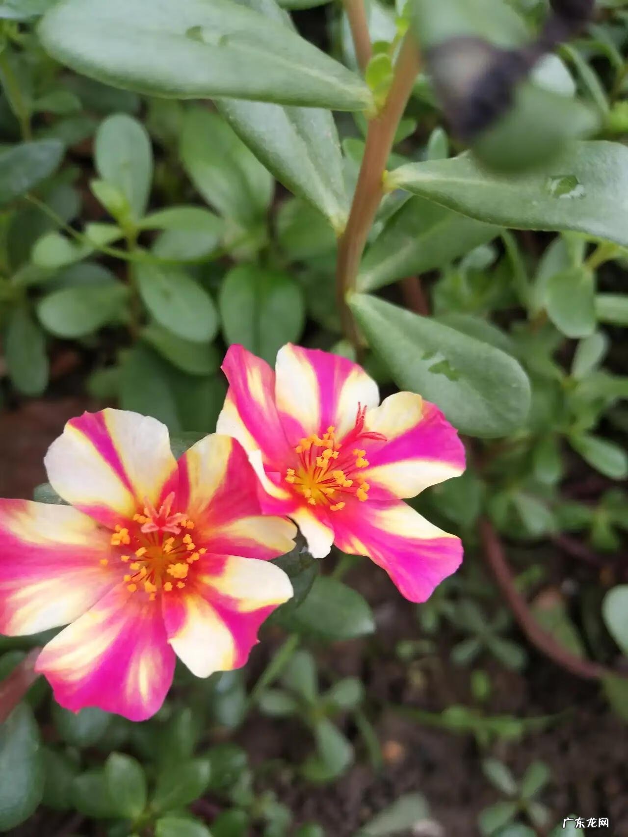 三年级简单作文 小学三年级作文多少字