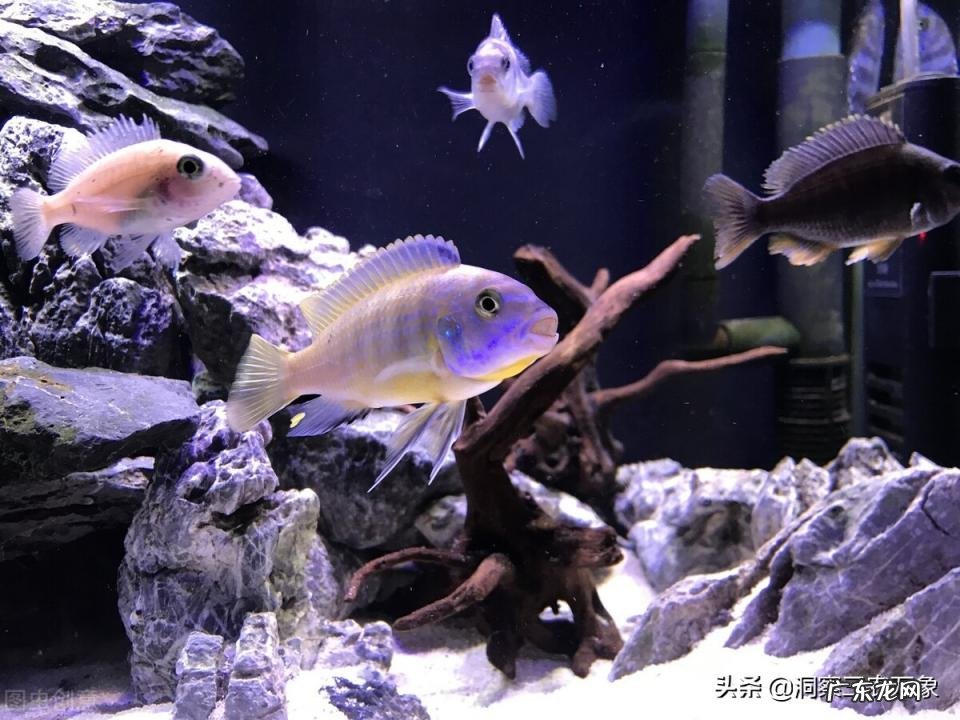 观赏鲷鱼的养殖方法和技术 观赏鲷鱼养殖注意事项