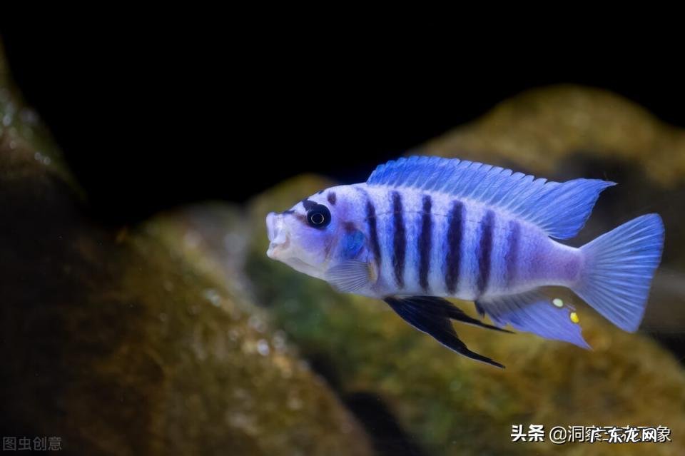 观赏鲷鱼的养殖方法和技术 观赏鲷鱼养殖注意事项