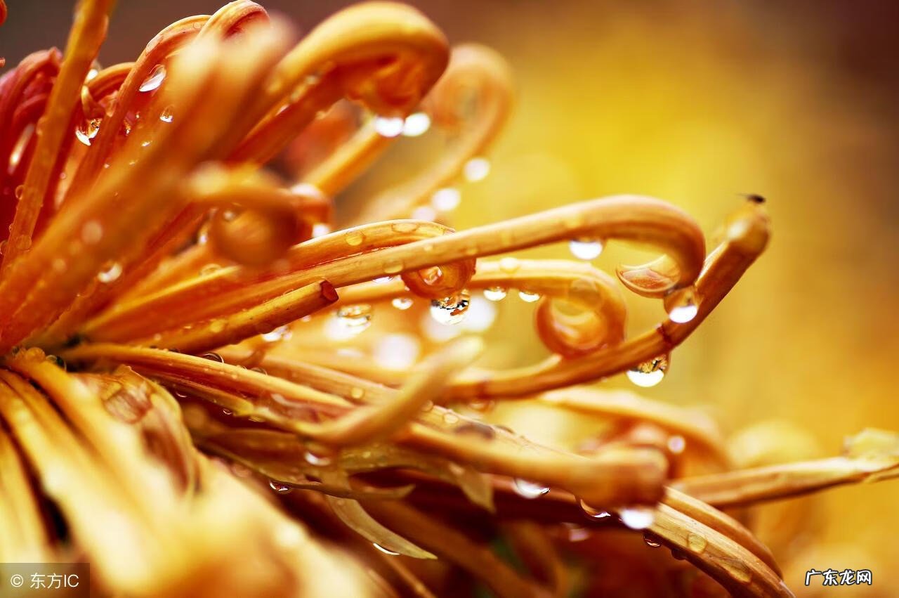 风水服务合同 风水顾问服务合同