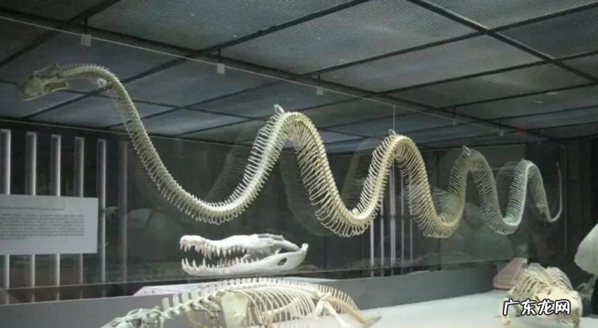 中国出现过最大的蛇 世界上最大的蛇到底有多大