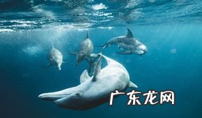 直通车恶意点击能报警不 直通车恶意点击怎么办