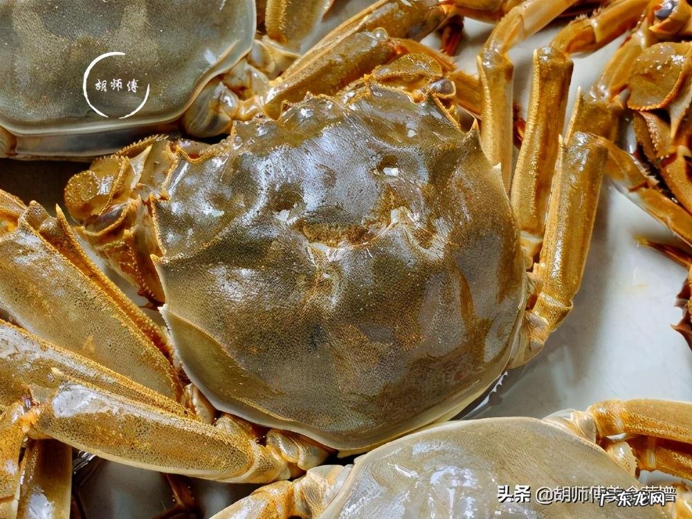 环纹招潮蟹 凹指招潮蟹有多大