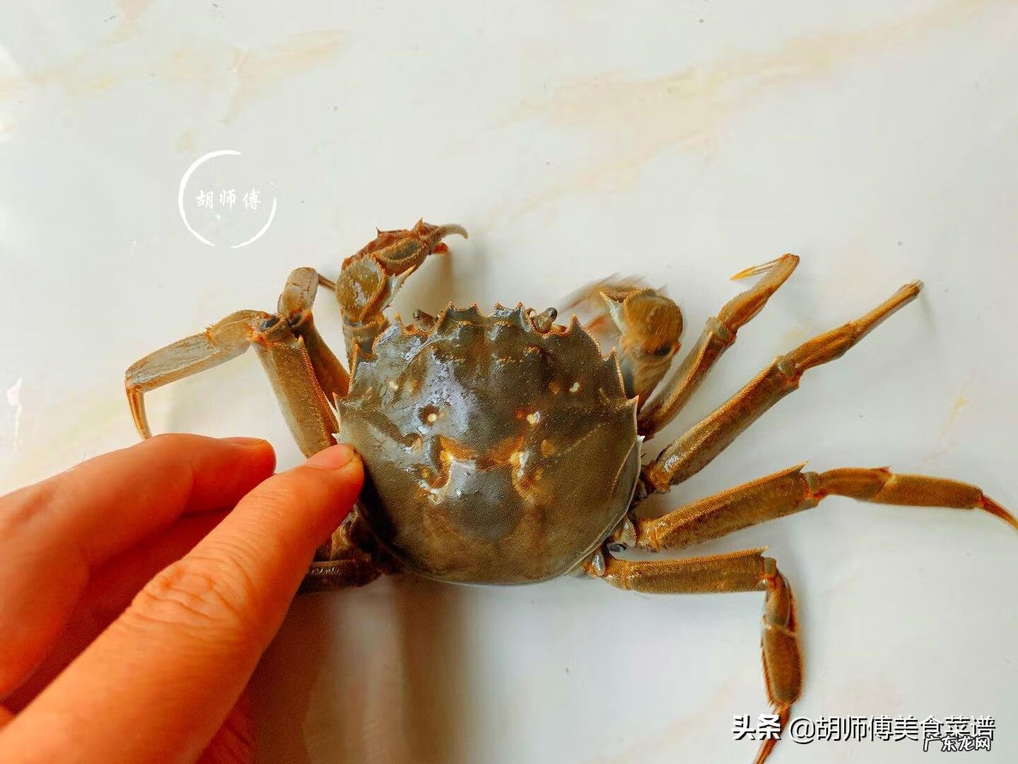 环纹招潮蟹 凹指招潮蟹有多大