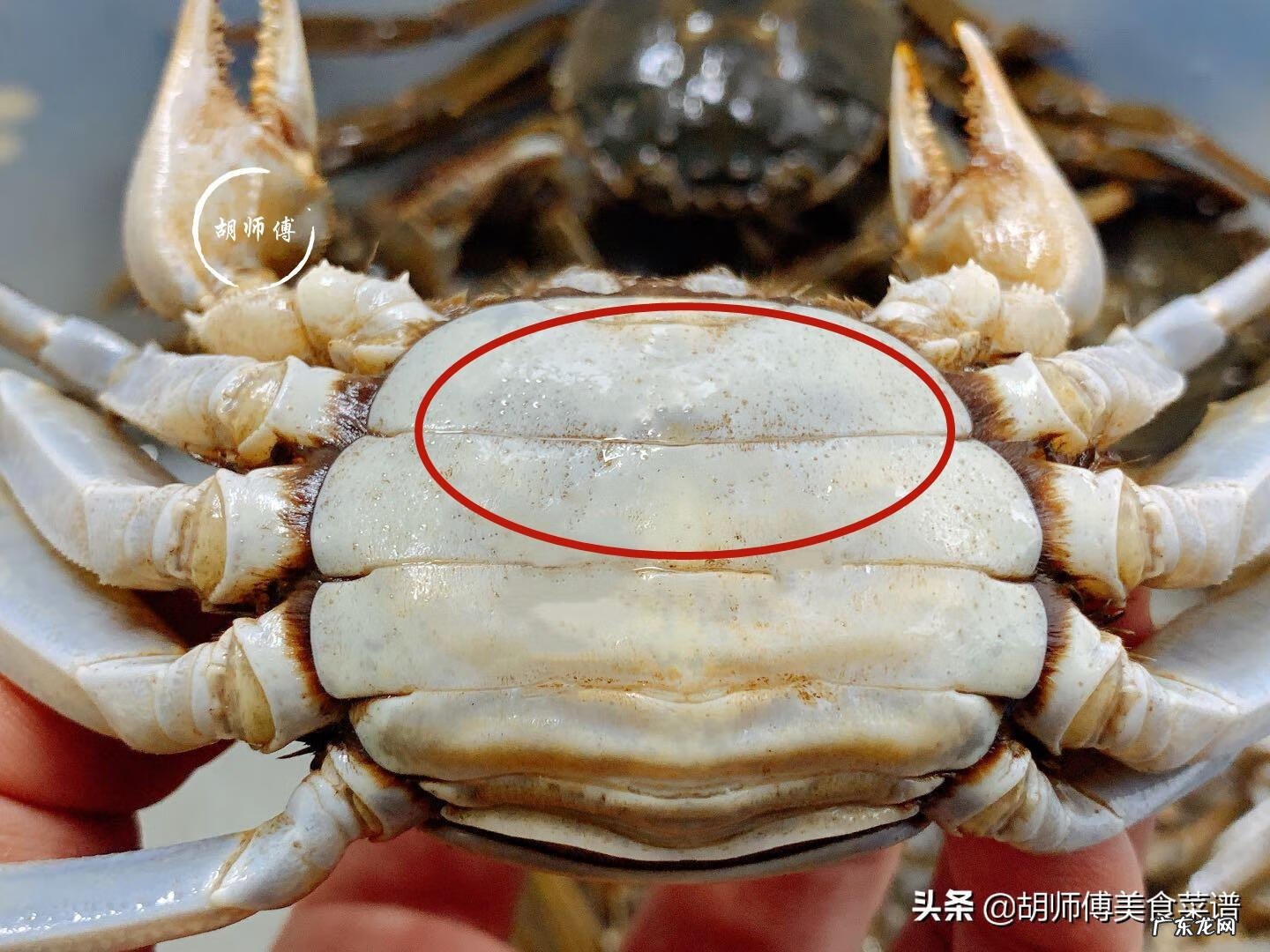 环纹招潮蟹 凹指招潮蟹有多大