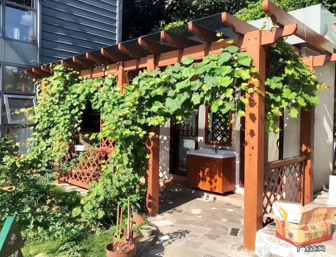 院子里小鸟太多了怎么办 院子里小鸟多风水好吗