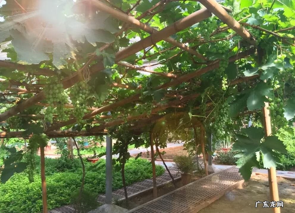 院子里小鸟太多了怎么办 院子里小鸟多风水好吗