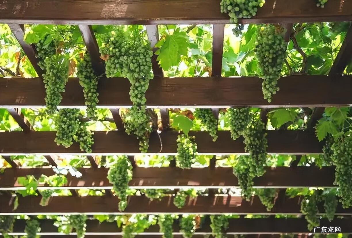 院子里小鸟太多了怎么办 院子里小鸟多风水好吗