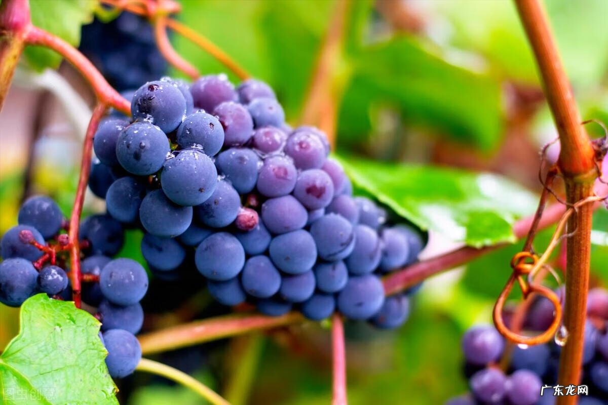 院子里小鸟太多了怎么办 院子里小鸟多风水好吗