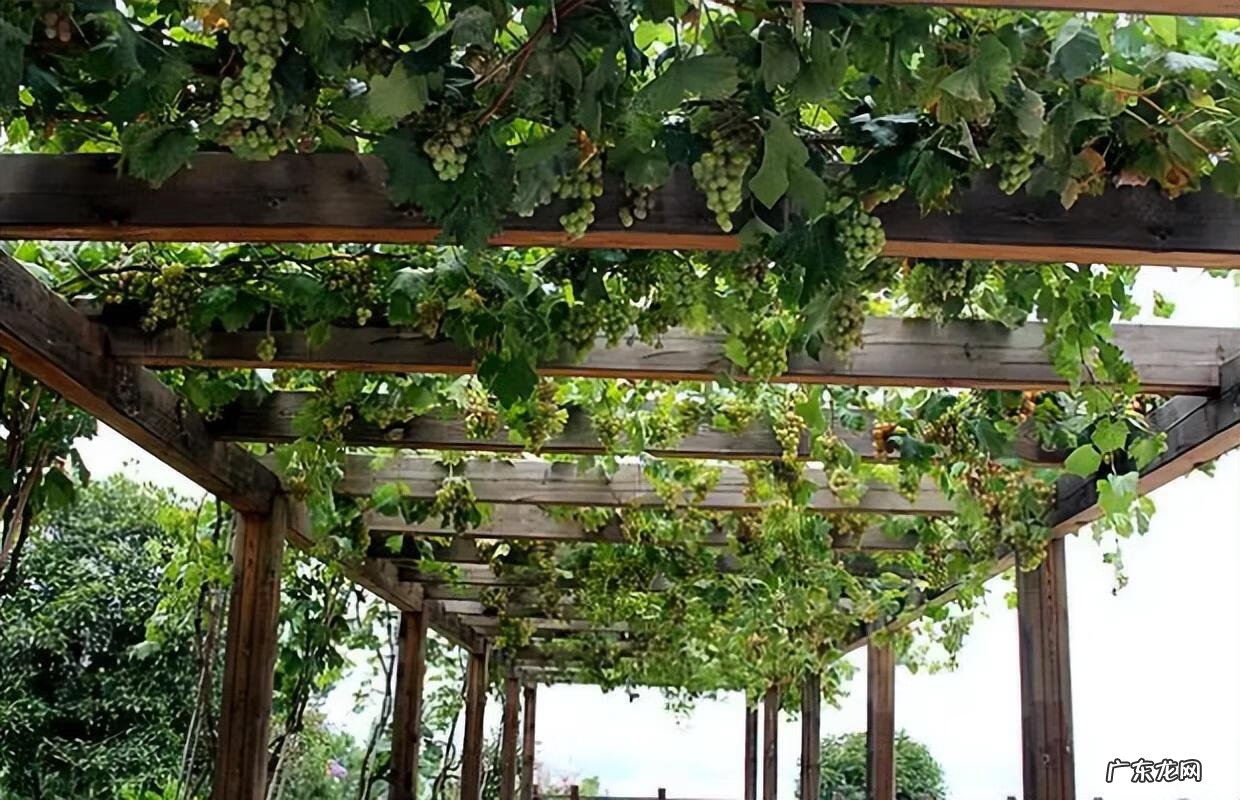 院子里小鸟太多了怎么办 院子里小鸟多风水好吗