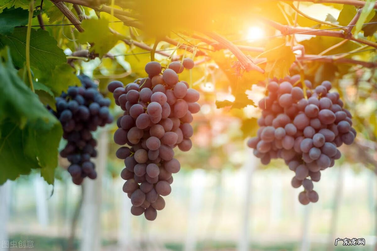 院子里小鸟太多了怎么办 院子里小鸟多风水好吗