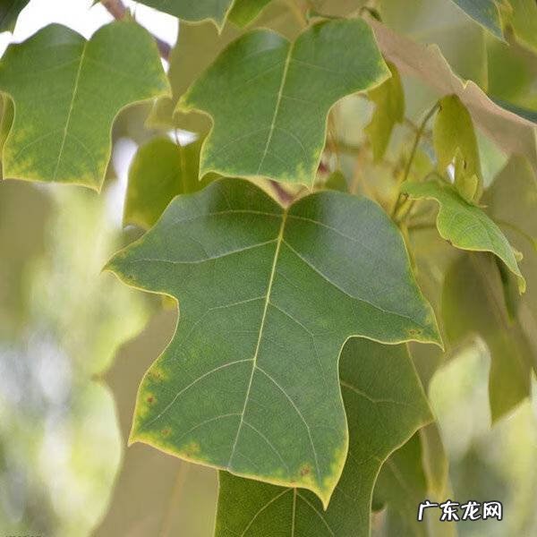梧桐树叶像什么 梧桐树的叶子像什么东西