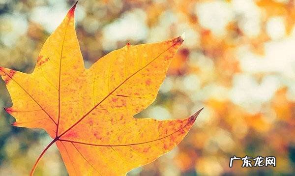 梧桐树叶像什么 梧桐树的叶子像什么东西