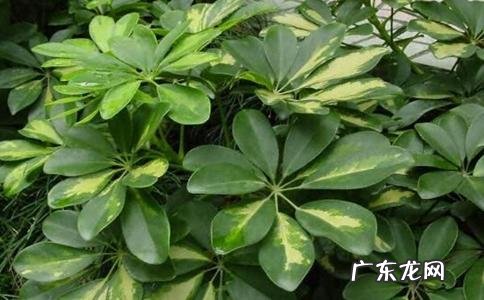 鸭掌木风水作用 木鸭子在风水中的作用是什么