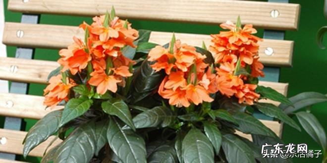 家里适合养什么灌木 哪些小灌木风水比较好的