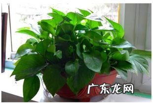 绿萝怎么种植方法 怎样种植绿萝 绿萝的栽培技术视频