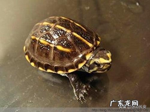 如何喂养小乌龟?一定要买一对吗?