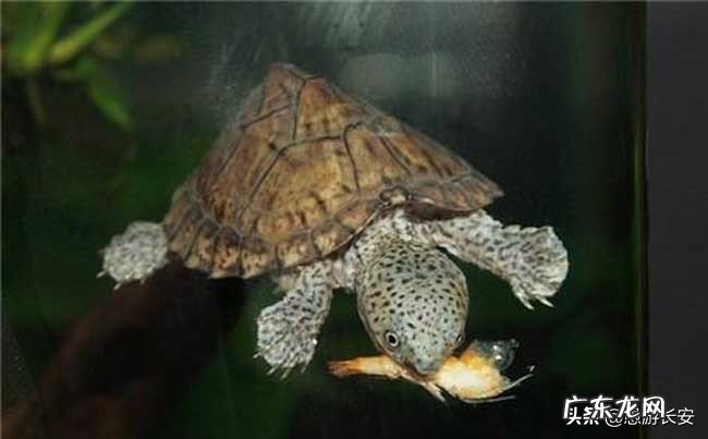 如何喂养小乌龟?一定要买一对吗?
