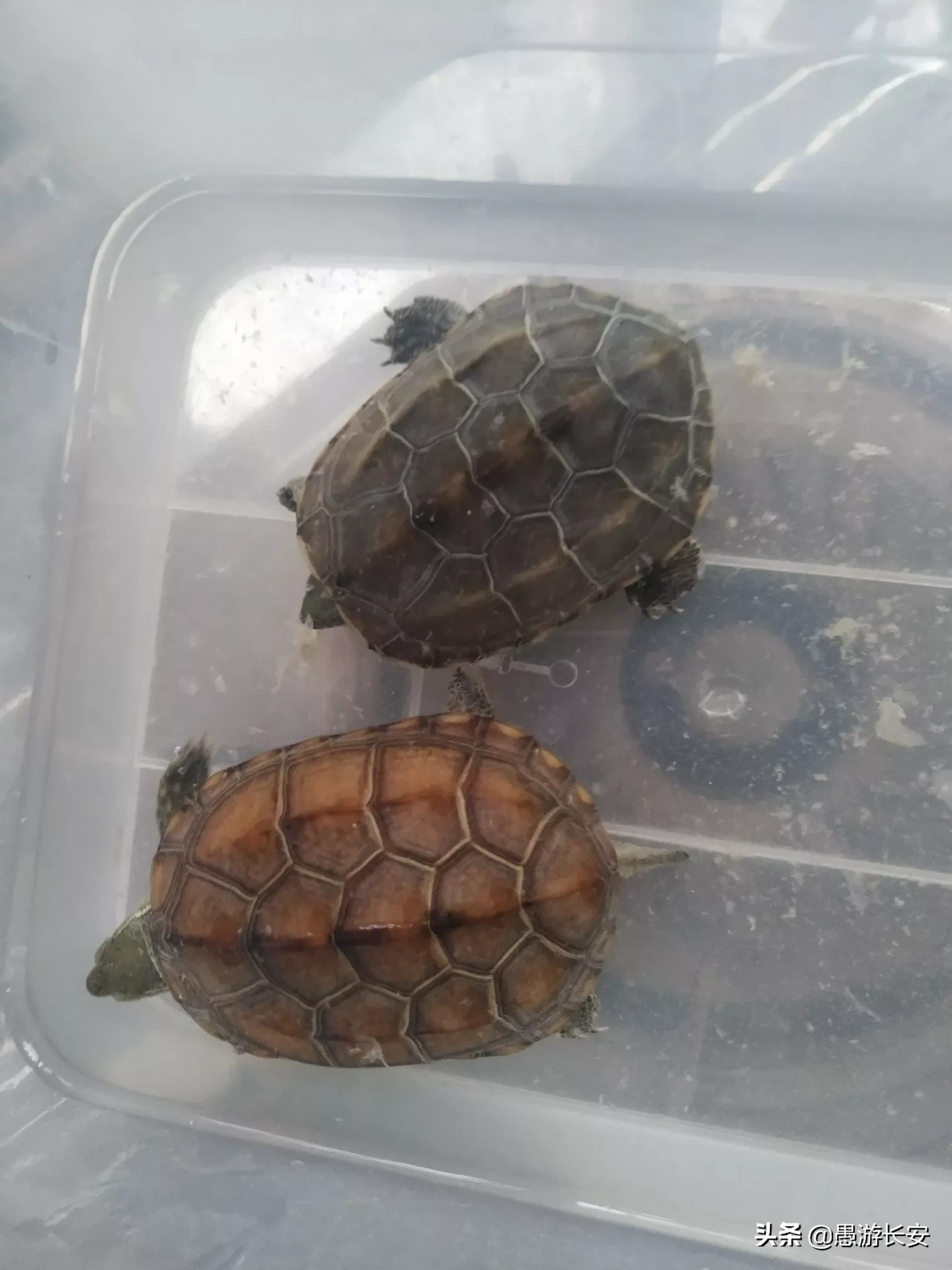 如何喂养小乌龟?一定要买一对吗?