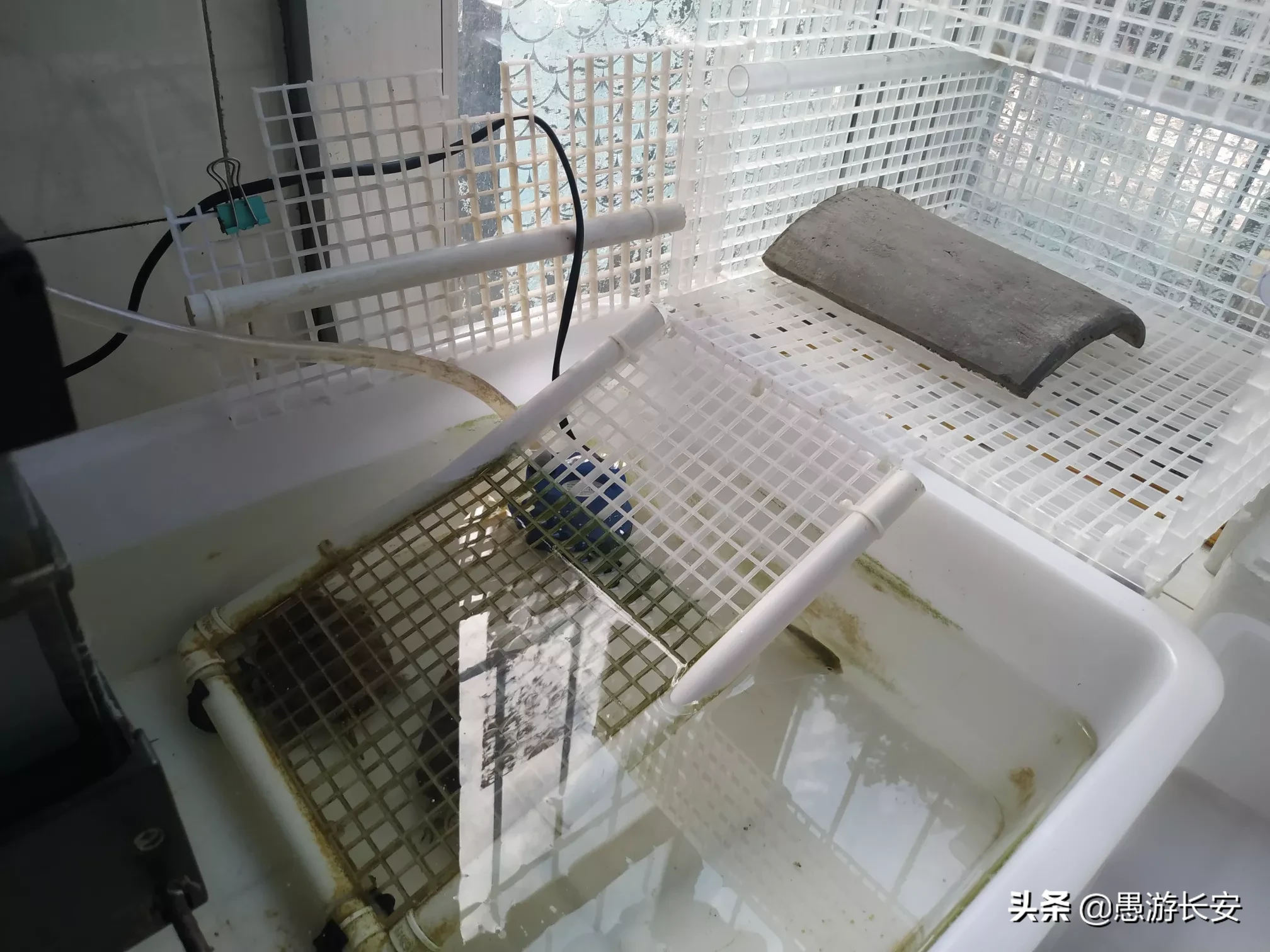 如何喂养小乌龟?一定要买一对吗?