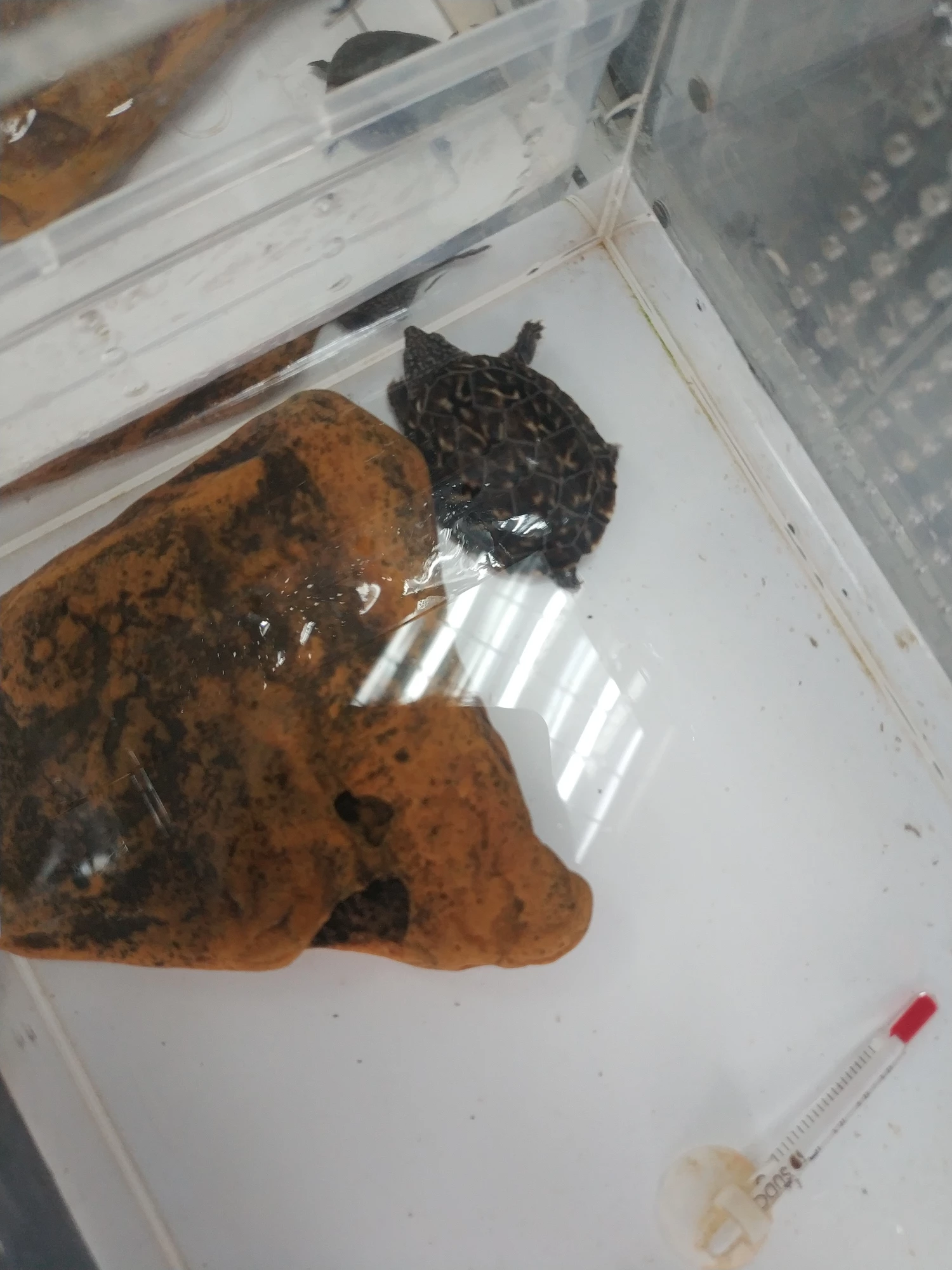 如何喂养小乌龟？一定要买一对吗？