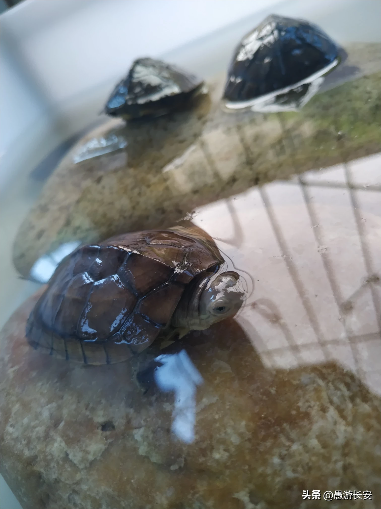 如何喂养小乌龟?一定要买一对吗?